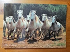 Vintage Postcard Camargue Horses France