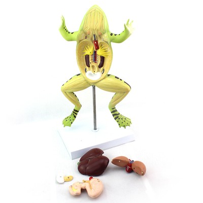 2:1 Size 39cm/1.1kg 5-parts Plastic Frog Animal Anatomy Model Training Aid