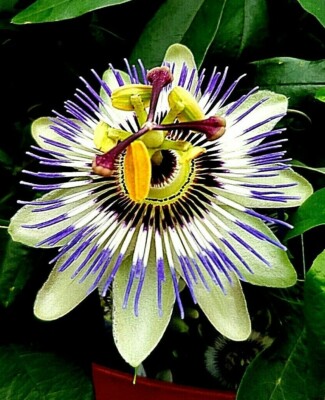 Maracuja Passionsfrucht gelb (Passiflora caerulea) winterhart ,25 cm