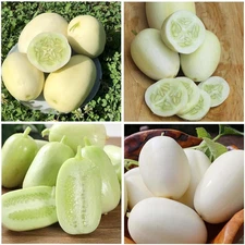 30+ Seed Dragon'S Egg Cucumber Seeds for Planting-Plant & Grow Heirloom White Cu