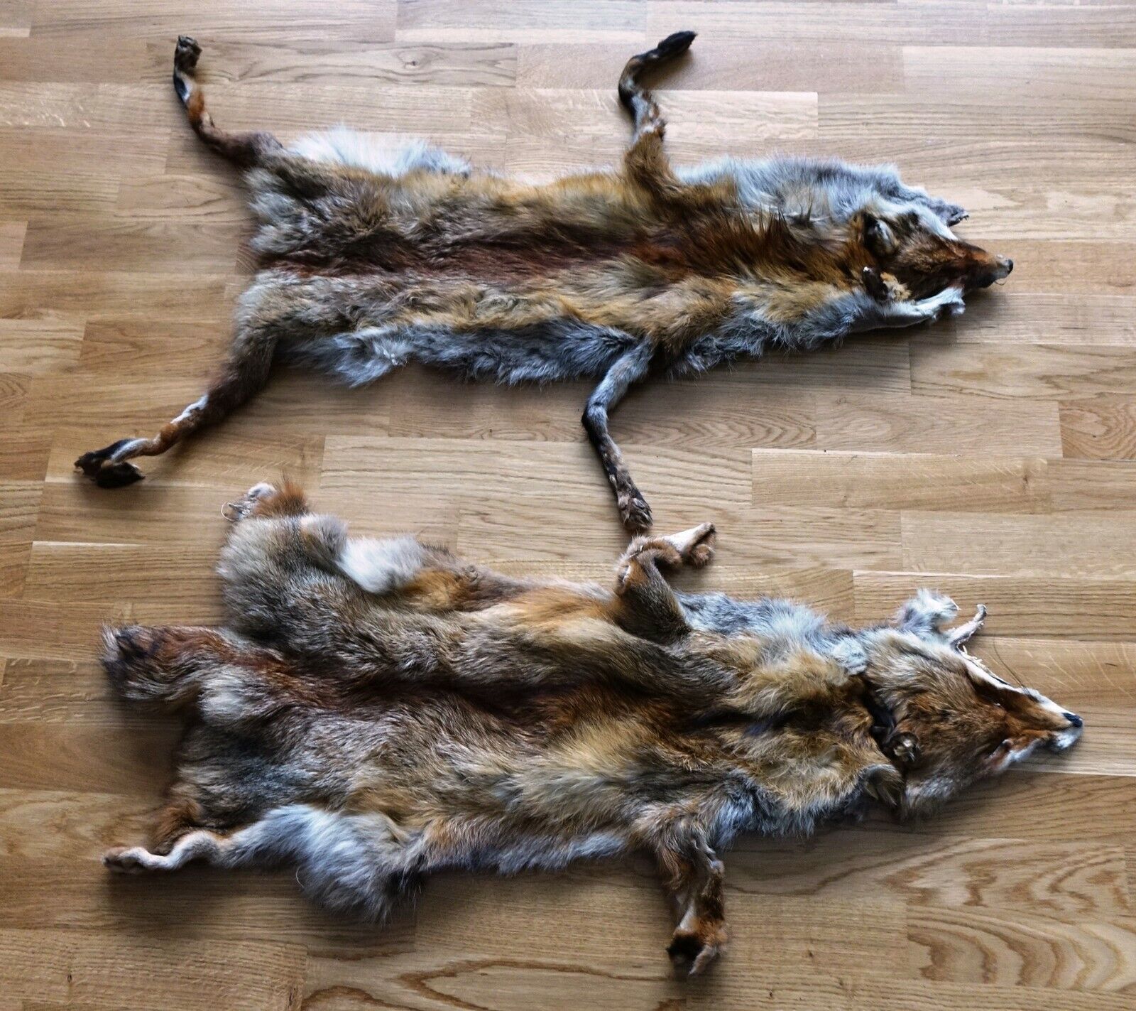 Lot of 2 Red Fox Fur Fox Skin Pelt Taxidermy Rug Decor Display 