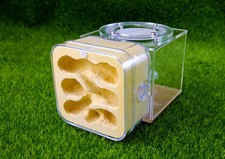 New queen Ant Nest Gypsum Nest Water Housing Farm Formicarium Feeding area