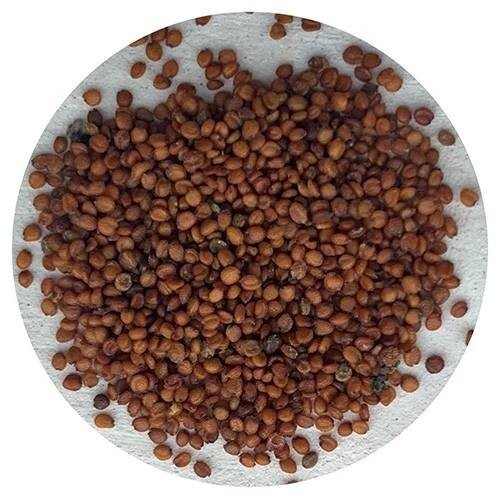 Samen Kresse gentechnikfrei Brunnenkresse Erbstück Gartenkraut frisch Bio Gemüse Teich - Bild 3 von 8