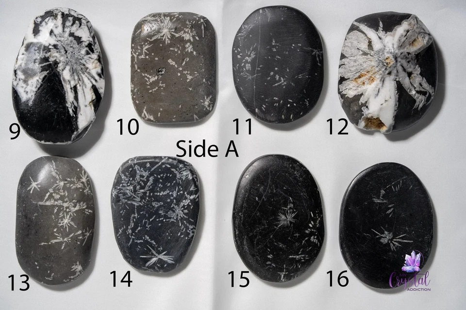 Chrysanthemum Stone Palm Stone - Image 4 of 4