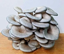 King Blue Oyster Mushroom Grow Kit (Pleurotus Hybrid) - Already Inoculated!
