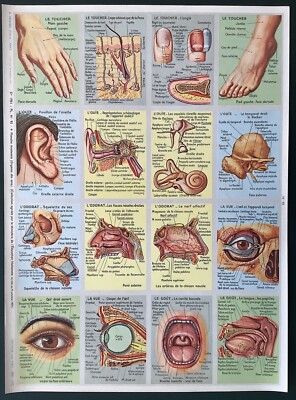pedagogy board no. 93 anatomy of the 5 senses Arnaud publisher 1957 VGC
