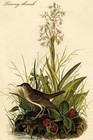 Tawny Thrush John James Audubon Poster Print