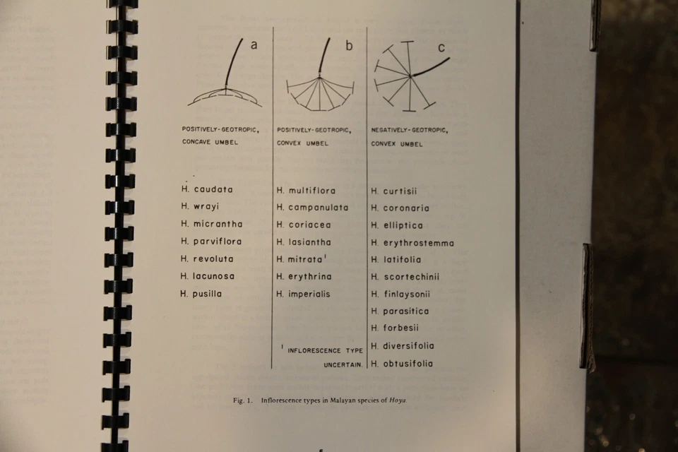 The Peninsular Malaysian Species of Hoya (Asclepiadaceae) by R.E. Rintz - Image 3 of 4
