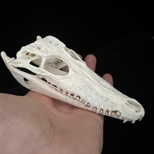 Real Taxidermy Animal Skull, Animal Bones Real for Craft, Specimen Collectibles