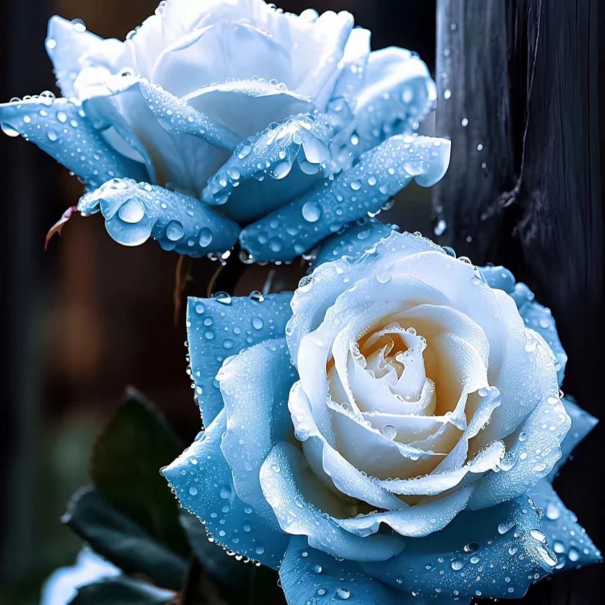 20pcs Broken Ice Blue Rose Seeds - Non-GMO Heirloom Variety. | eBay