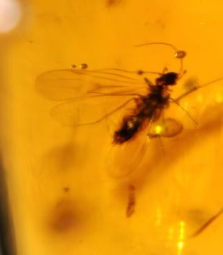MA126 Ámbar fósil con múltiples insectos 99 millones años, fósil Cretácico!!! - Picture 2 of 19