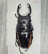 Lucanidae : Odontolabis stevensi mamasaensis 71mm A1 Wild