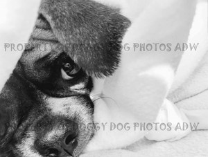 black and white puggle
