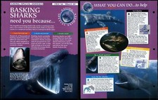 Basking Sharks #20 Saving Special Animals, Animals, Animals Fact File Page