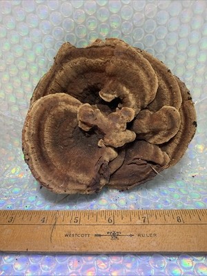 Natural Dried Tree Conk Shelf Polypore Mushroom Art Material Foraged Humboldt CA