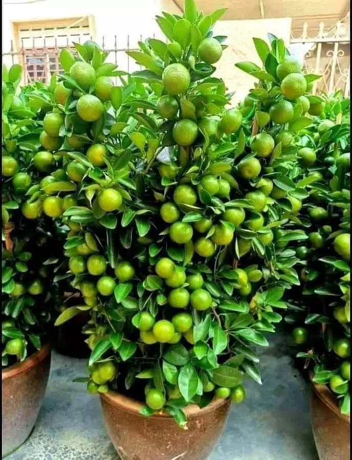 Calamansi Plant