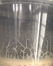  Microworms 2 oz starter culture with guide, Buy 2, get 1 FREE  FREE SHIPPING