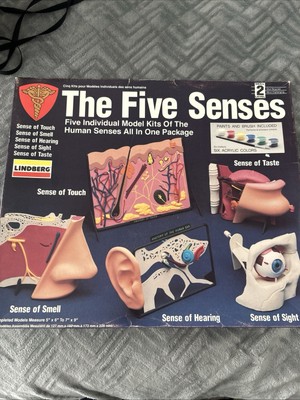 Lindberg 71360 The Five Senses Plastic paint Kit: Nose, Eye, Mouth, Ear & Skin 