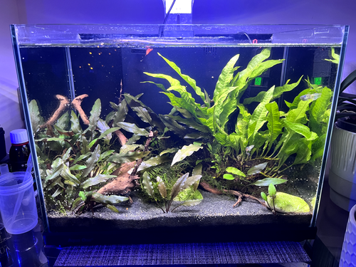 Aqua One All In One Complete Aquarium Setup With Livestock EBay