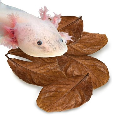 SunGrow 10 Pack Axolotl Indian Almond Leaves for Aquarium, 5-Inches, Catappa ...
