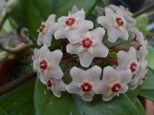 Hoya Carnosa Fiore di Cera Velluto Vera In Vaso 10cm Pianta Radicata Rampicante 