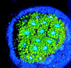 Corals of Eden ~ WYSIWYG Live Coral Frag ~ Stargazer Leptastrea Coral LPS SPS — photo 2