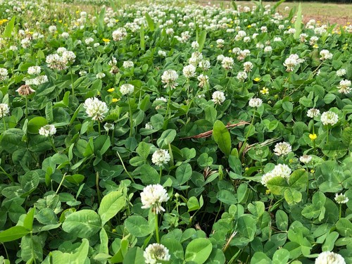 Ultra Premium Stamina White Clover Seed Large Leaf Tall Growth Coated 5LB Bg NEW