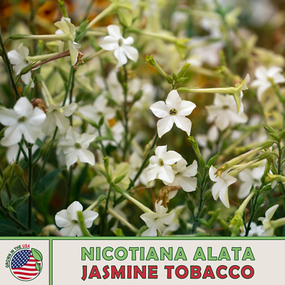 1000 Jasmine Flowering Tobacco Seeds (Nicotiana Alata) Night-Garden,  Fragrant
