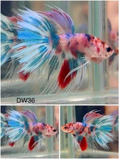 Male Betta Live Fish - Koi Candy Crown Tail Halfmoon - DW36 - High Quality A++