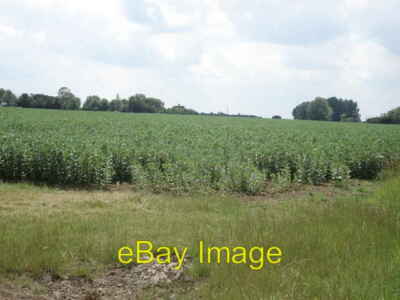 Foto 6x4 Bohnenfeld unter Wildgans-Leys Äbte Ripton um 2007