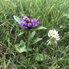 Bee Lawn Grass Seed Mix, Pollinator Friendly & Low Maintenance, 1000 Square Feet