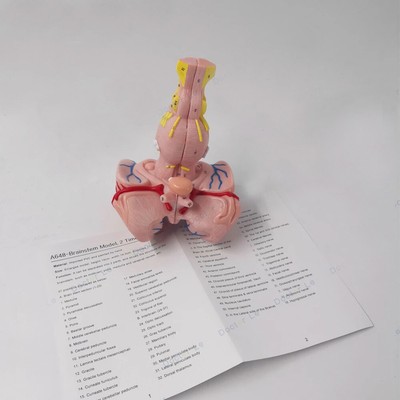 3:1 Human Brain Stem Anatomical With Blood Vessel Medical Anatomical Model