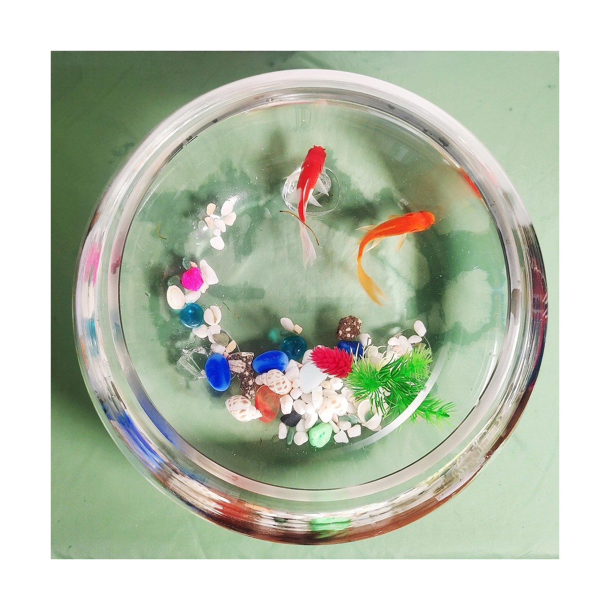 Tropical Fish Smallest Fish Bowl Gallon Aquarium Small Fish Tank