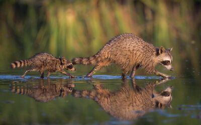 Anime Baby Animal Bokeh Raccoon Reflection  Gaming Mat Desk 11302