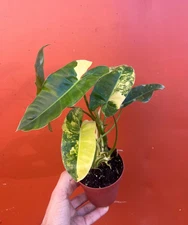 Variegated Burle Marx Philodendron Rooted in 4” inch Pot | Air Roots w/ No