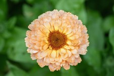 Calendula Buff Pygmy Seeds – Dwarf Pot Marigold – Apricot/Buff