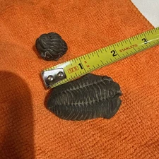 Trilobite fossil Calymene