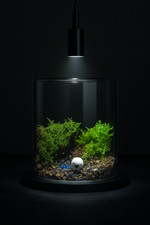 Live Moss Terrarium   with Optional Handmade Figurines  DIY Nature Scene