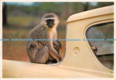D067935 Vervet Monkey. mit Baby in einem südafrikanischen Wildreservat. Kunstverlag.