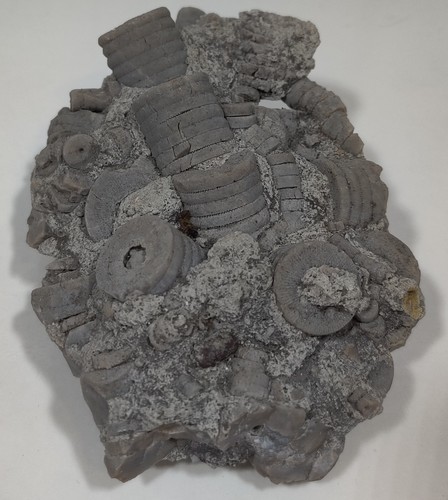 Crinoid Fossil Cluster Or Plate. Unknown Origins. 4.5 X 3.5 X 1.8 Inches - Picture 2 of 7