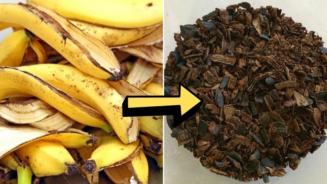Banana peel fertilizer deals