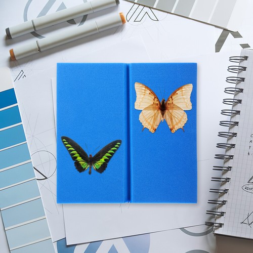 Fin Spread Board Insect Specimen Photo Frame Display Pinning Kit - Picture 2 of 12