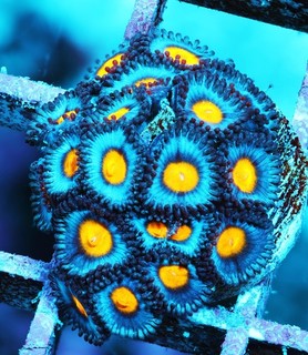 AOI Zoa Frag Zoanthids Zoa Paly SPS LPS Corals WYSIWYG