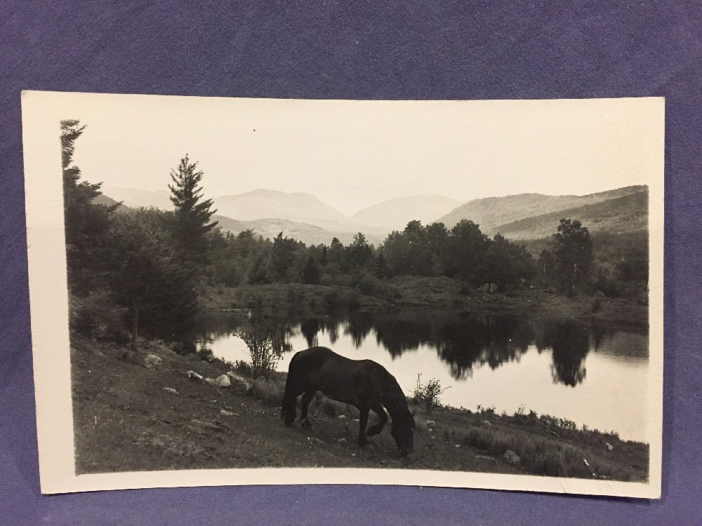 Horse grazing by lakeside real photo postcard