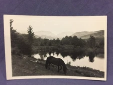 Horse grazing by lakeside real photo postcard