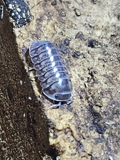 Platinum Ducky Isopods   Cubaris sp.  Platinum Ducky    7 Count Live Culture