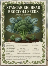 Big Head Broccoli Seeds for Sprouting Microgreens