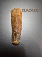 Spinosaurus  tooth 3 inches long.  intact.