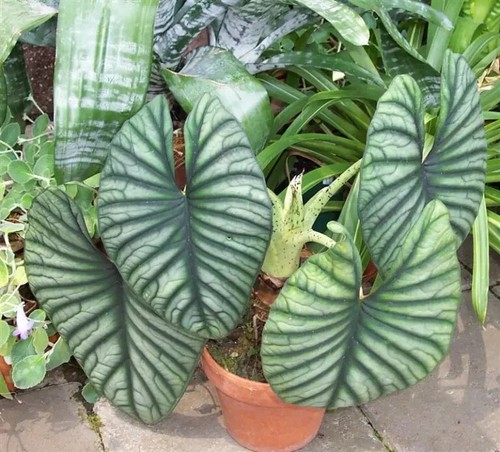 Imperialis Alocasia nebula SMALL Well Rooted STARTER Plant - Picture 12 of 12