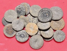 TWENTY Cyclolites, Fossil Coral from Morocco